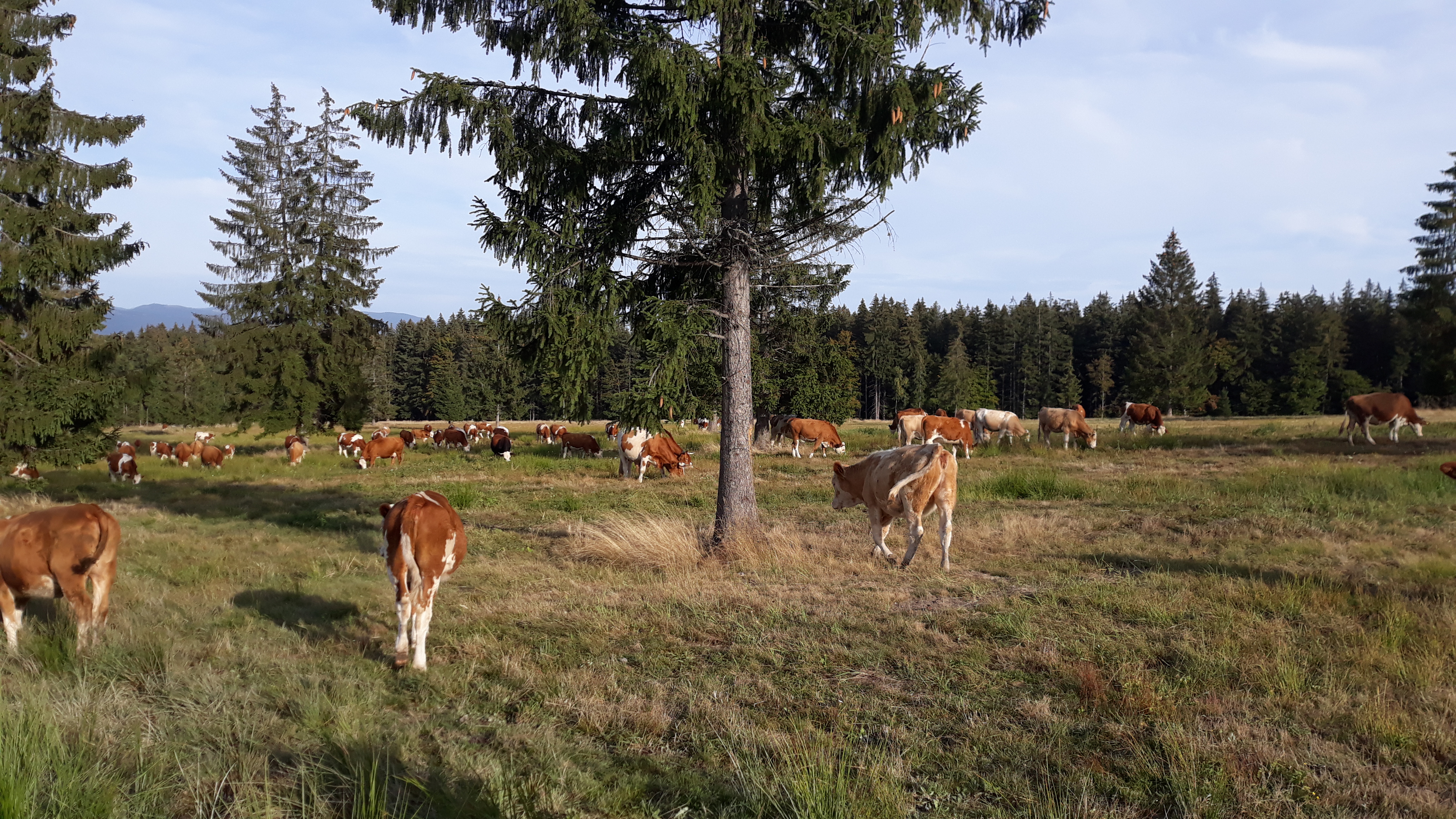 Részarányosan történő közös gazdálkodás: Húsmarháknak építenek istállót Máréfalván