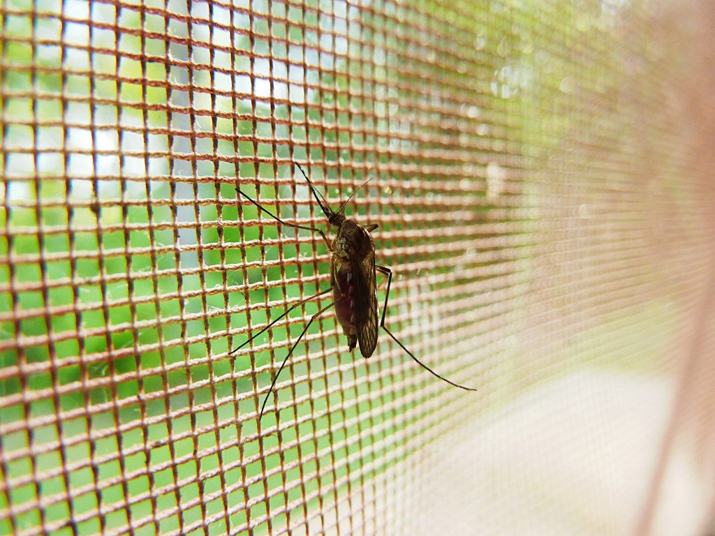 Székelyudvarhely: Hadat üzentek a szúnyogoknak