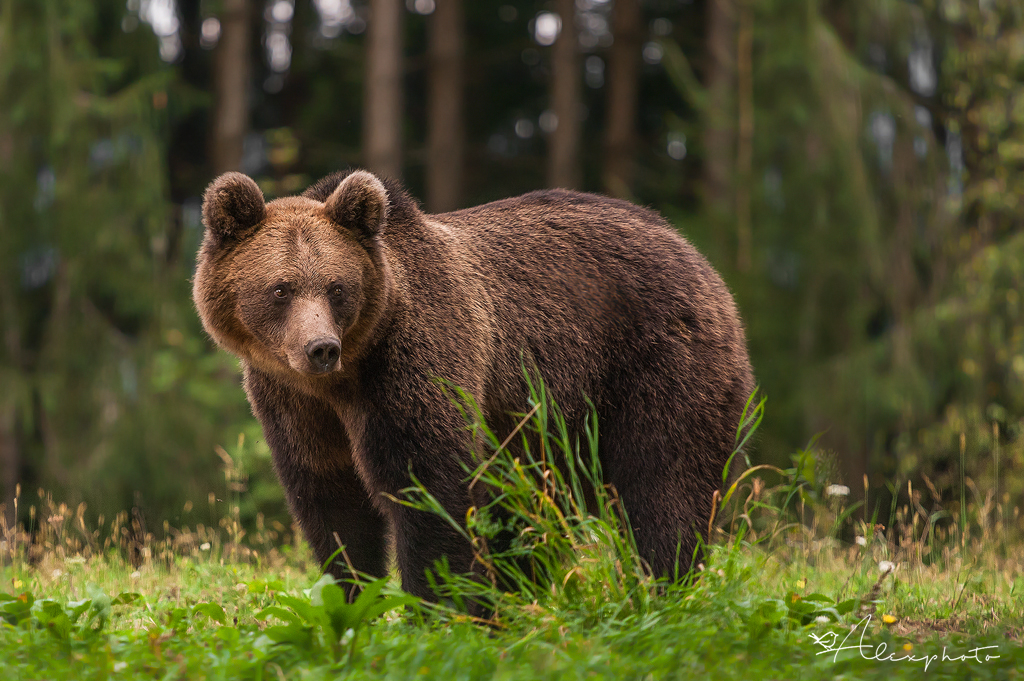 Kevés településen alakult meg a medvék eltávolításáért felelős csapat