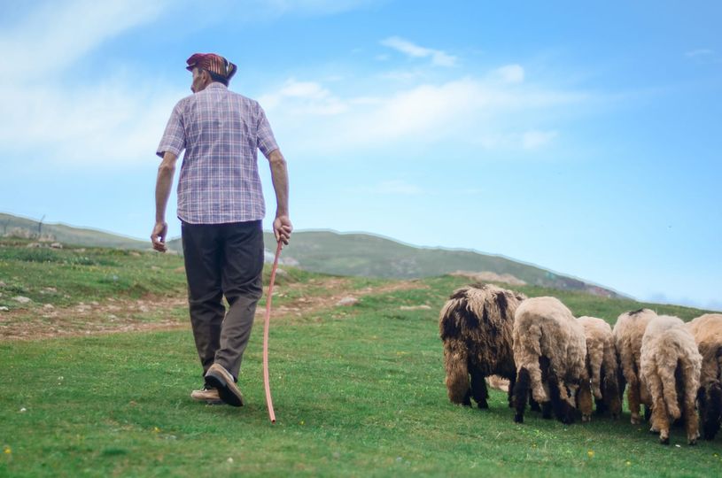 A szenátus elfogadta a medverendeletet