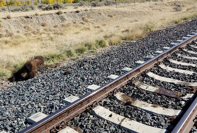 Medvét gázolt el a vonat Sepsibükszádon