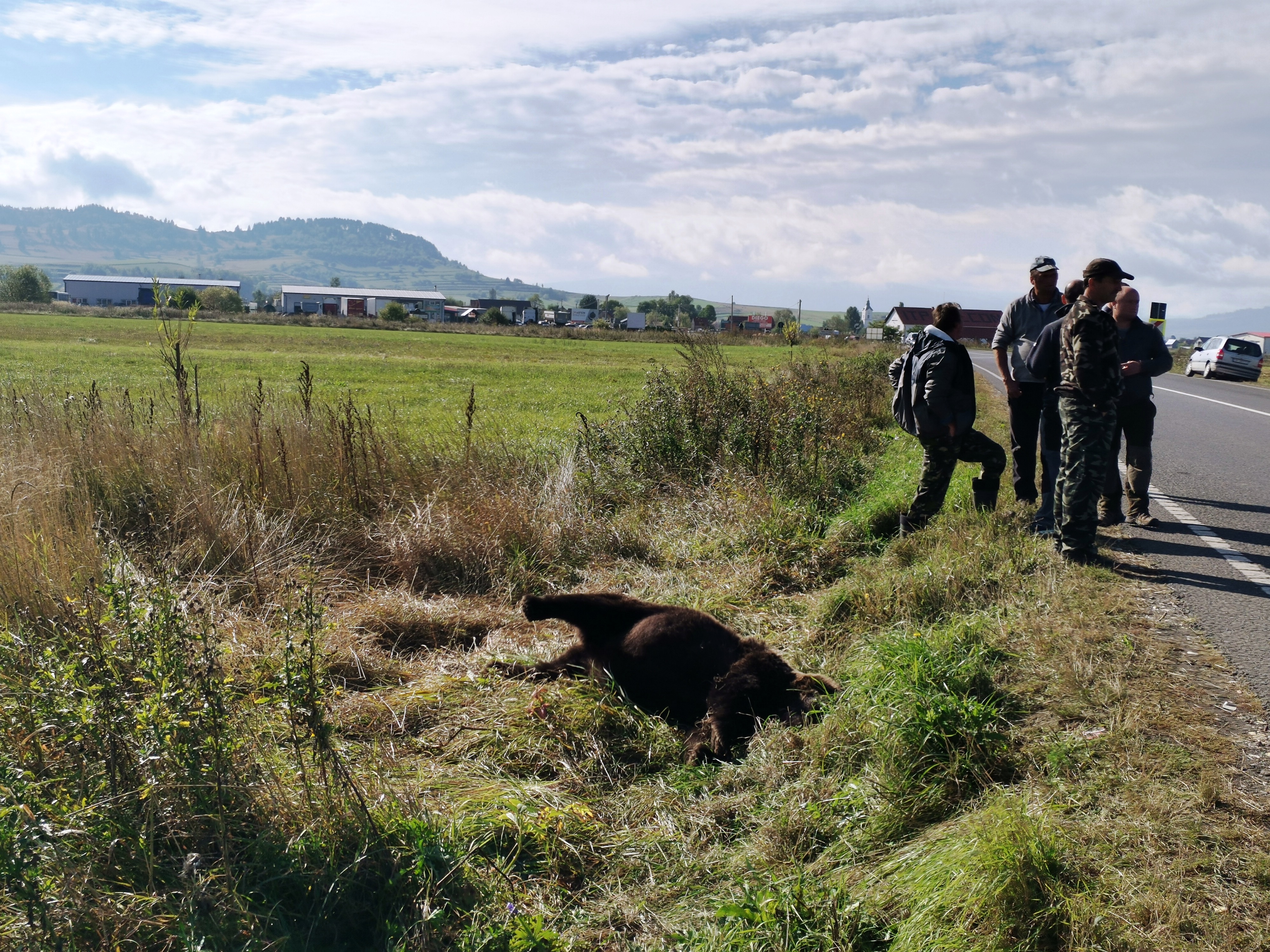 Medvét gázoltak el Tekerőpatak közelében