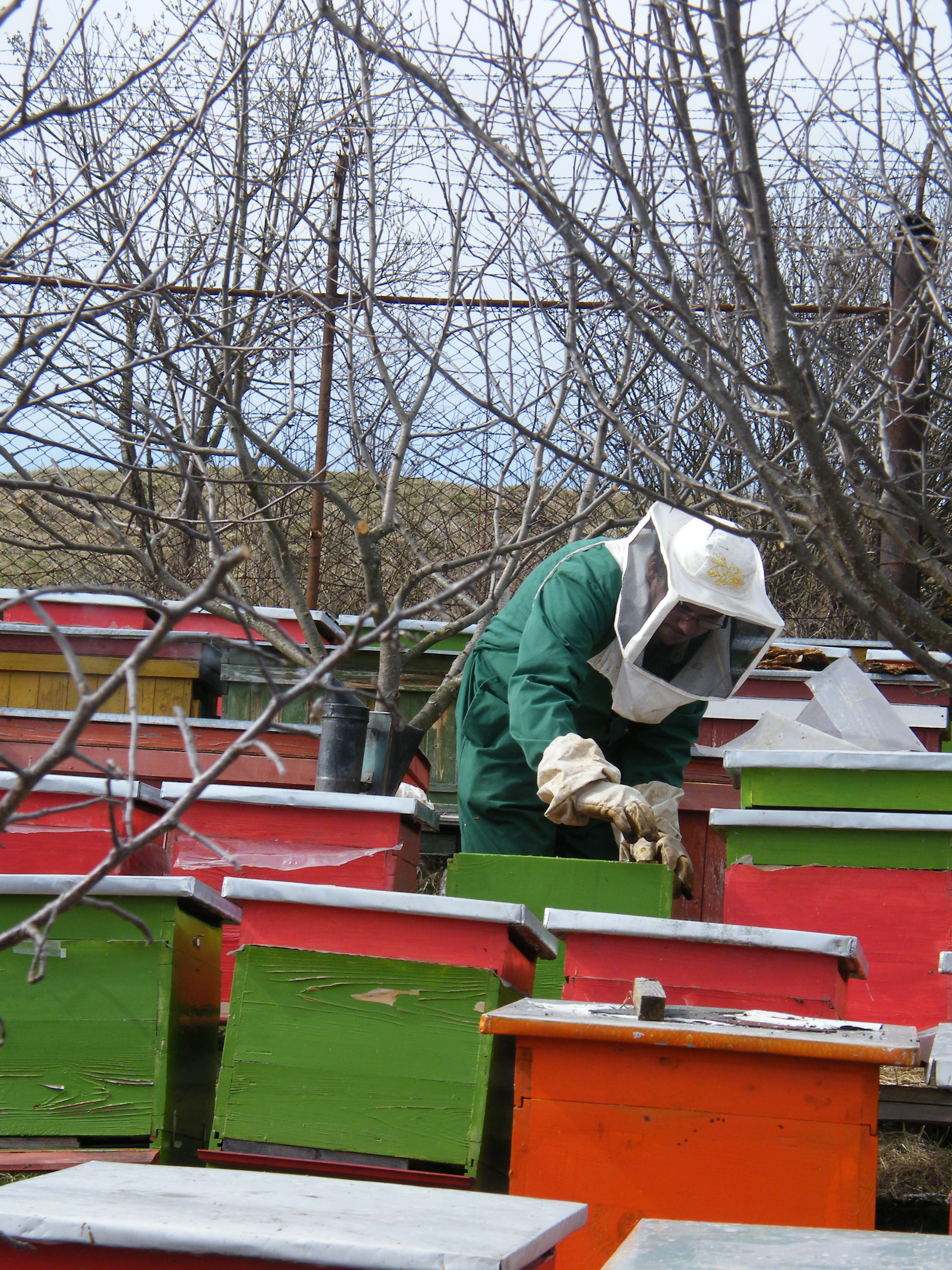 Méhészeti szakképzés is indul