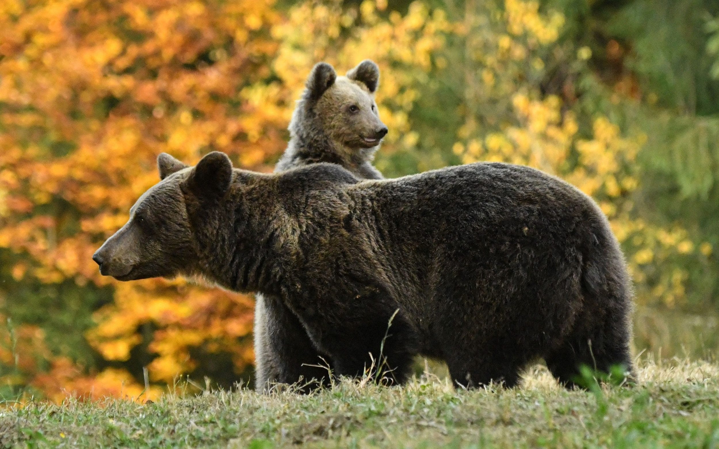 Szépvíz: medvék támadtak egy pásztorra